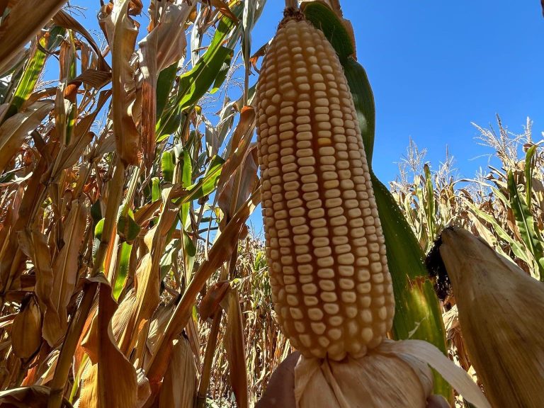 Minsa paga sobreprecio por maíz nacional y se suma a esfuerzos para apoyar a productores