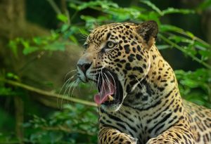 México refuerza la protección del jaguar tras reunión regional en Yucatán