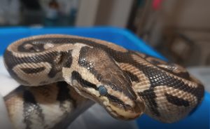 Profepa resguarda cuatro pitones exhibidas en carnaval de Tepoztlán; presentan neumonía y otras afecciones